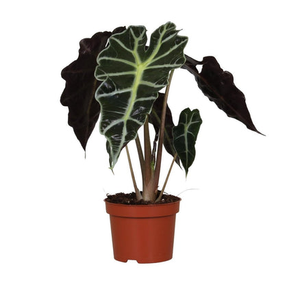 Kamerplant Alocasia Amazonica Polly Ø12cm ↕30cm