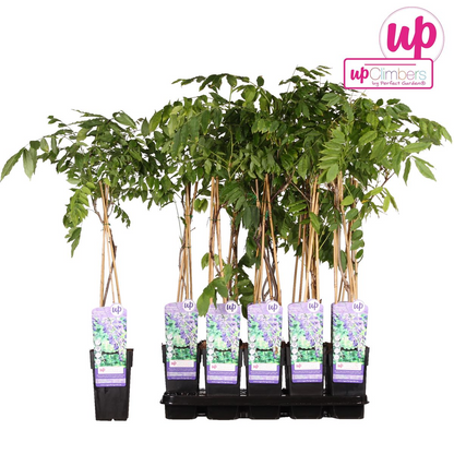 Wisteria sinensis 'Prolific' - Wisteria - Ø15cm - ↕65cm