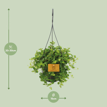 Kamerplant Peperomia rotundifolia Ø15cm ↕25cm