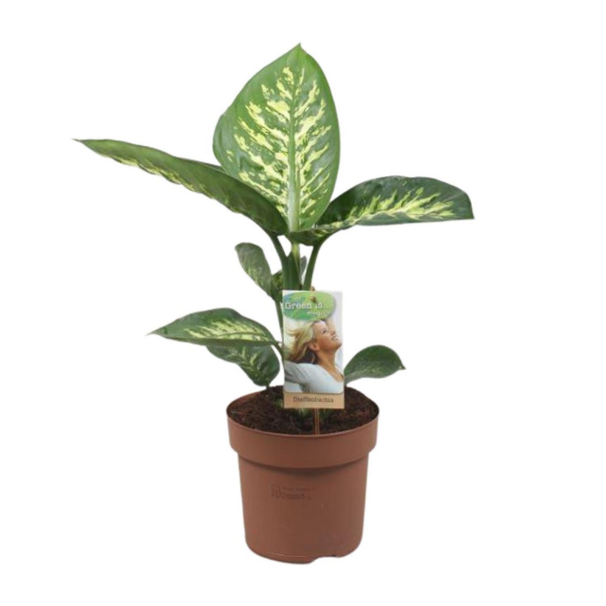 Diefeffenbachia Tropic Snow - Ø17cm - ↕60cm