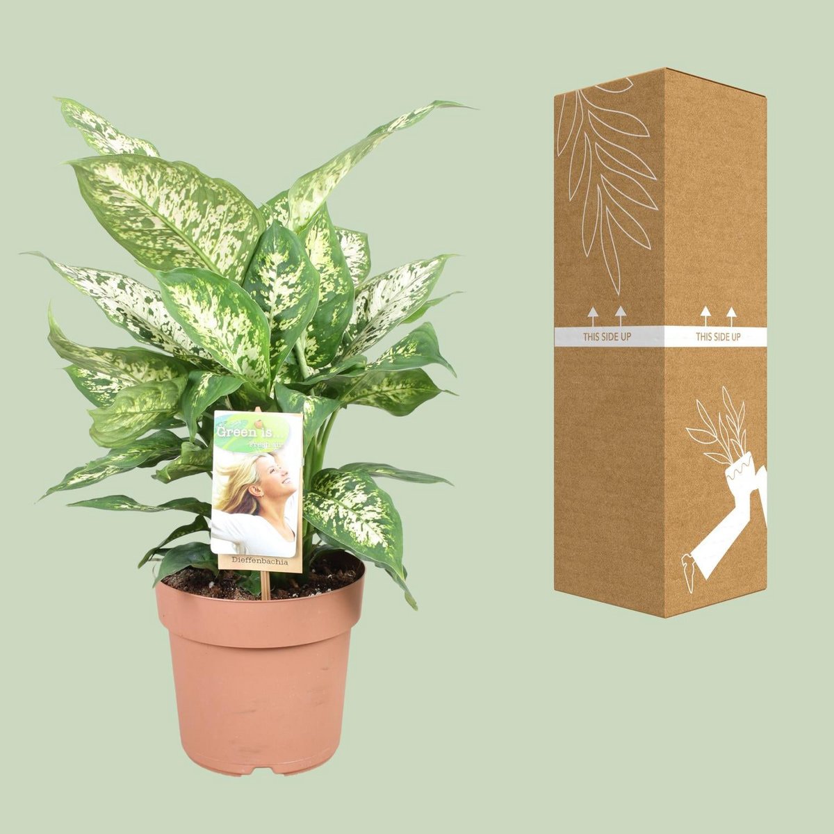 Dieffenbachia compacta kamerplant Ø17cm 50cm