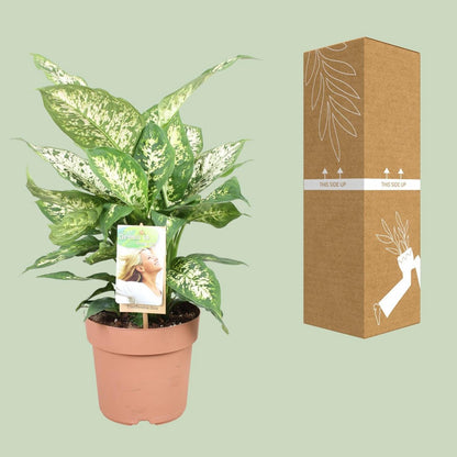 Dieffenbachia compacta kamerplant Ø17cm 50cm