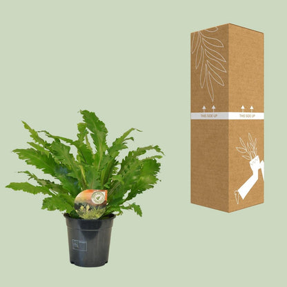 Asplenium campio - Ø17cm - ↕50 cm