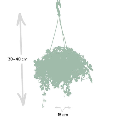 Kamerplant Parthenocissus Striatha Hang Ø15cm