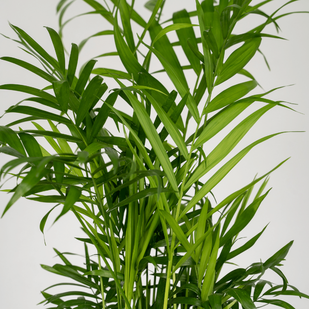 Chamaedorea Elegans (Parlor Palm) - 2 pieces - Ø12cm - ↕40cm