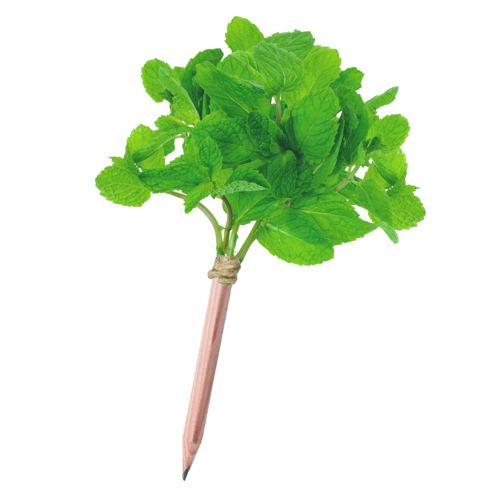 Bloeipotlood munt met plantbare verpakking