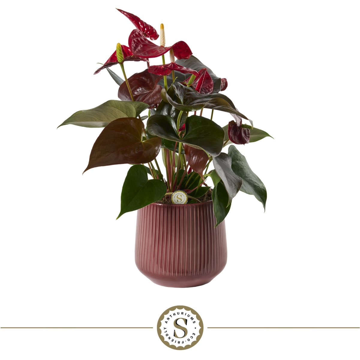 Anthurium Coral met pot 16x40 cm rood keramiek