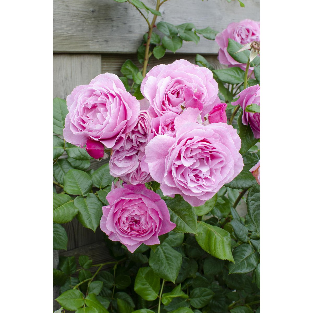Klimroos Rosa Crazy in love 'Pink' 3 stuks 65cm Ø15