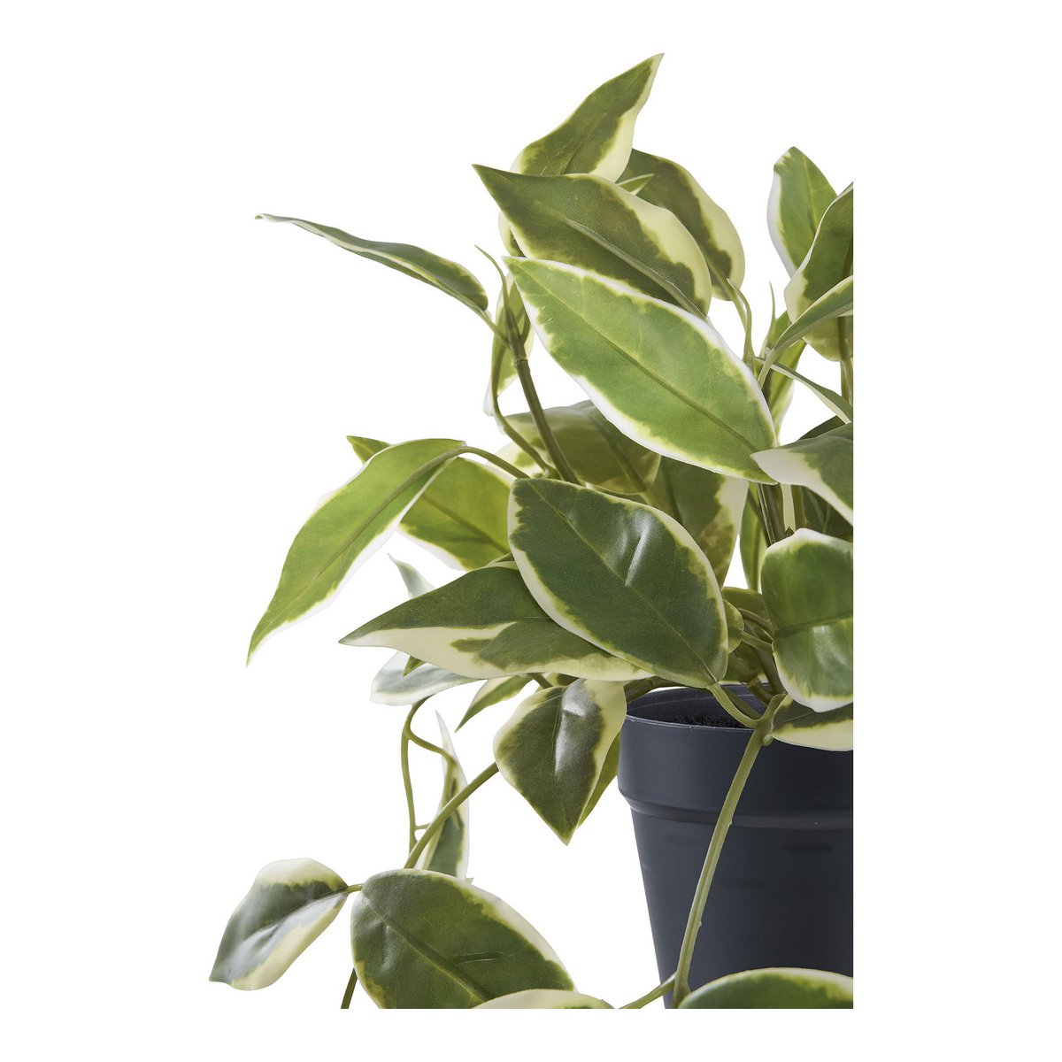 Kunstplant Hoya Carnosa groen wit 33 cm