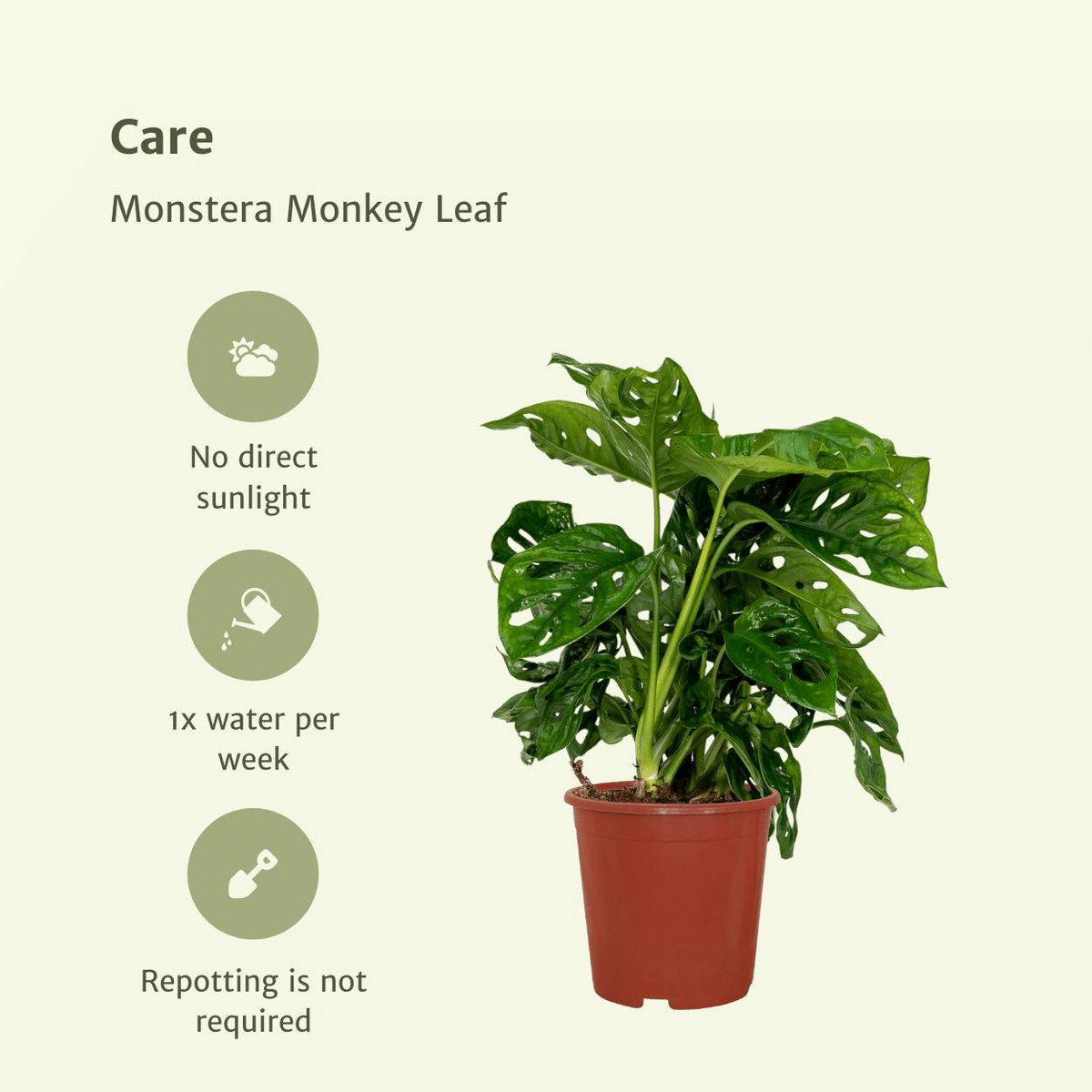 2x Monstera Monkey Leaf - Swiss Cheese Plant - 30cm - ø12