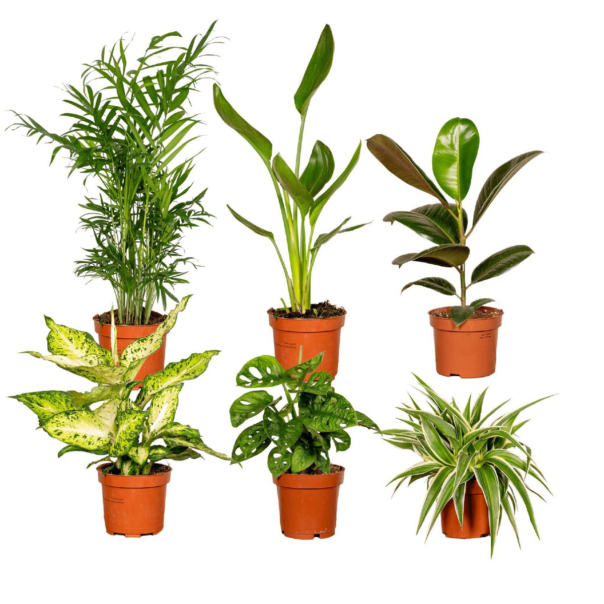 Kamerplanten verrassingsbox 6 stuks Ø12cm 10-25cm