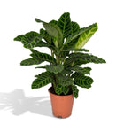 Kamerplant Calathea Zebrina Ø19cm 80cm