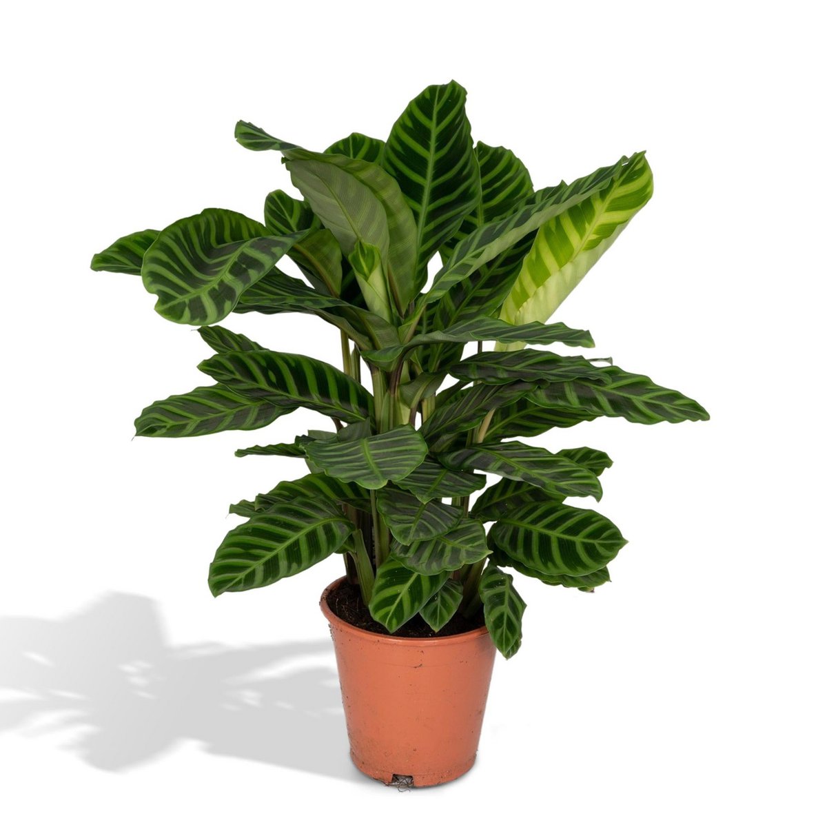 Kamerplant Calathea Zebrina Ø19cm 80cm