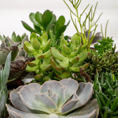 Everspring - Succulent Mix - 18 pieces - 10 cm - Ø8.5