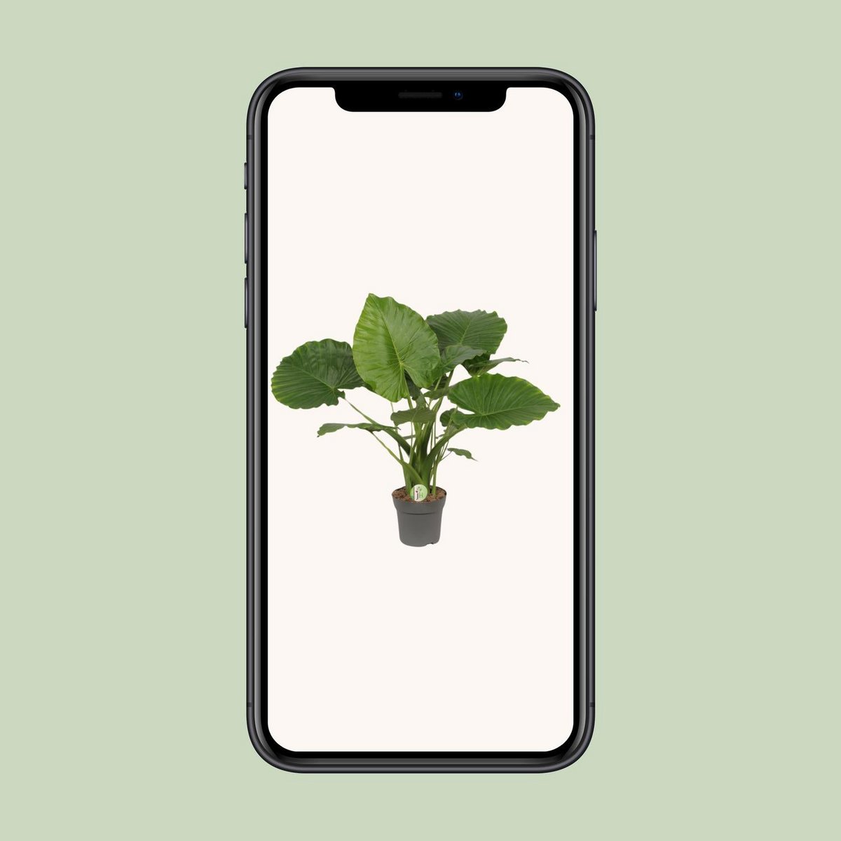 Kamerplant Alocasia gageana California Ø21cm ↕80cm