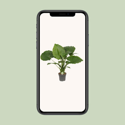 Kamerplant Alocasia gageana California Ø21cm ↕80cm