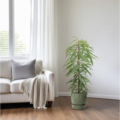 Ficus Binnendijkii Alii kamerplant Ø21cm ↕80cm