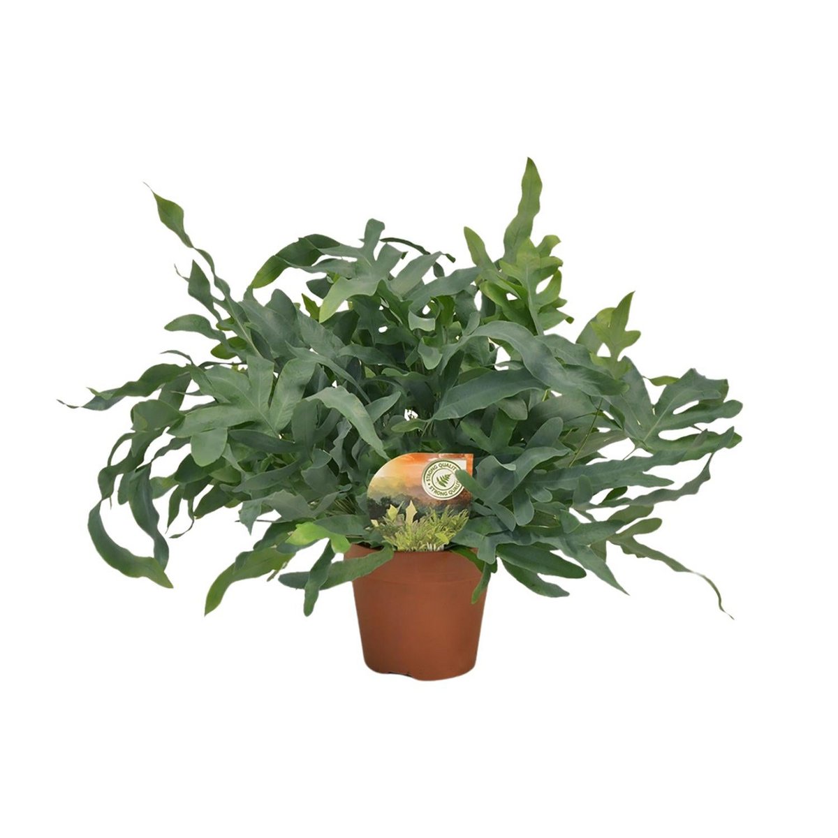 Kamerplant Phlebodium Blue Star Ø17x60 cm