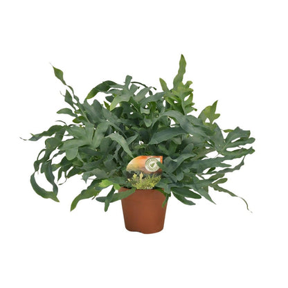 Kamerplant Phlebodium Blue Star Ø17x60 cm