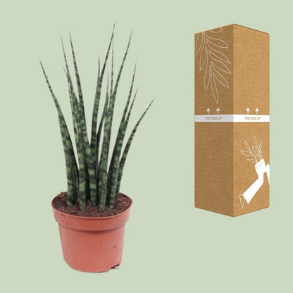 Sansevieria Fernwood Mikado kamerplant Ø12cm ↕40cm