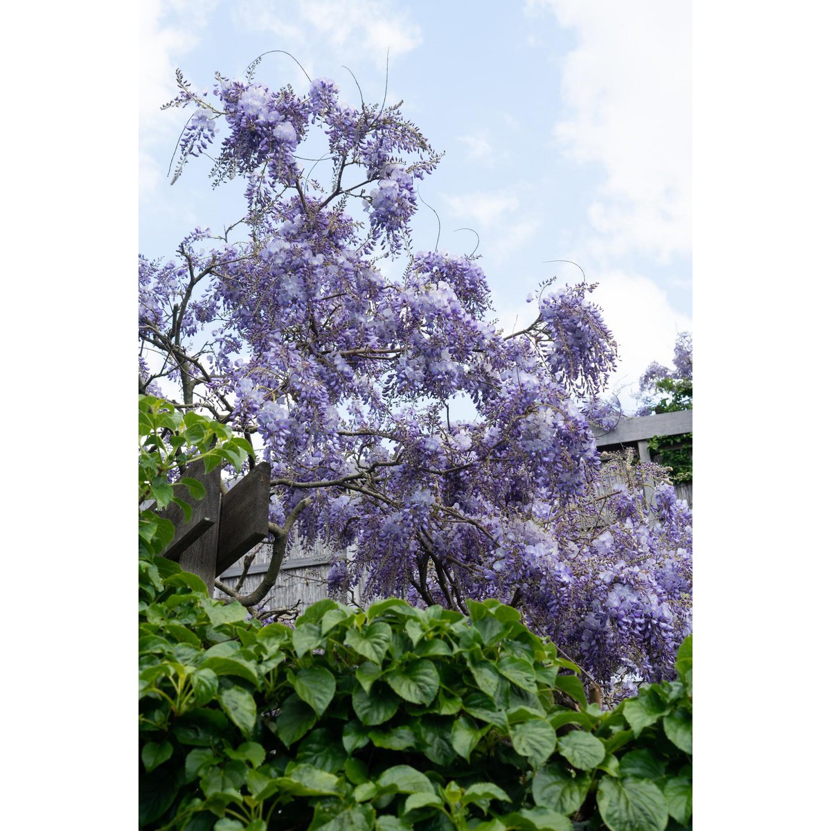 Wisteria sinensis 'Prolific' - Wisteria - Ø15cm - ↕65cm