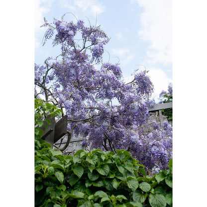 Wisteria sinensis 'Prolific' - Wisteria - Ø15cm - ↕65cm