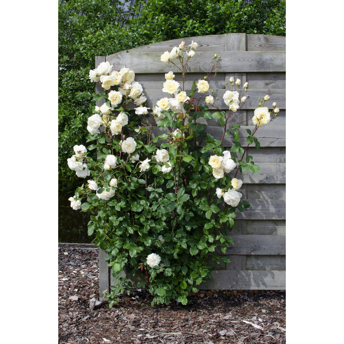 Klimroos 'Vanilla' crème 65 cm