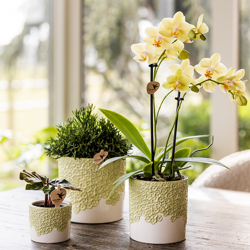 Sierpotten set 3 stuks groen reliëf 6 9 12 cm
