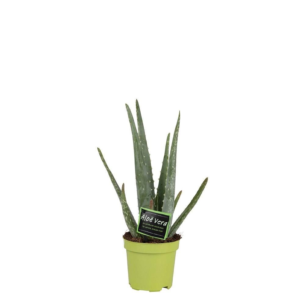 Aloët Real 10.5cm - Ø10.5 ↕35