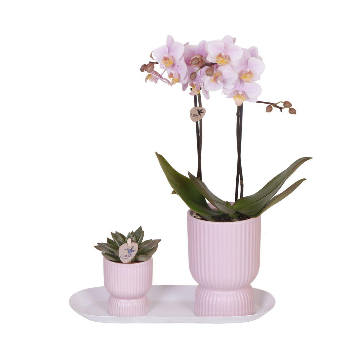 Plantenset met roze Phalaenopsis orchidee en Rhipsalis in sierpotten op dienblad