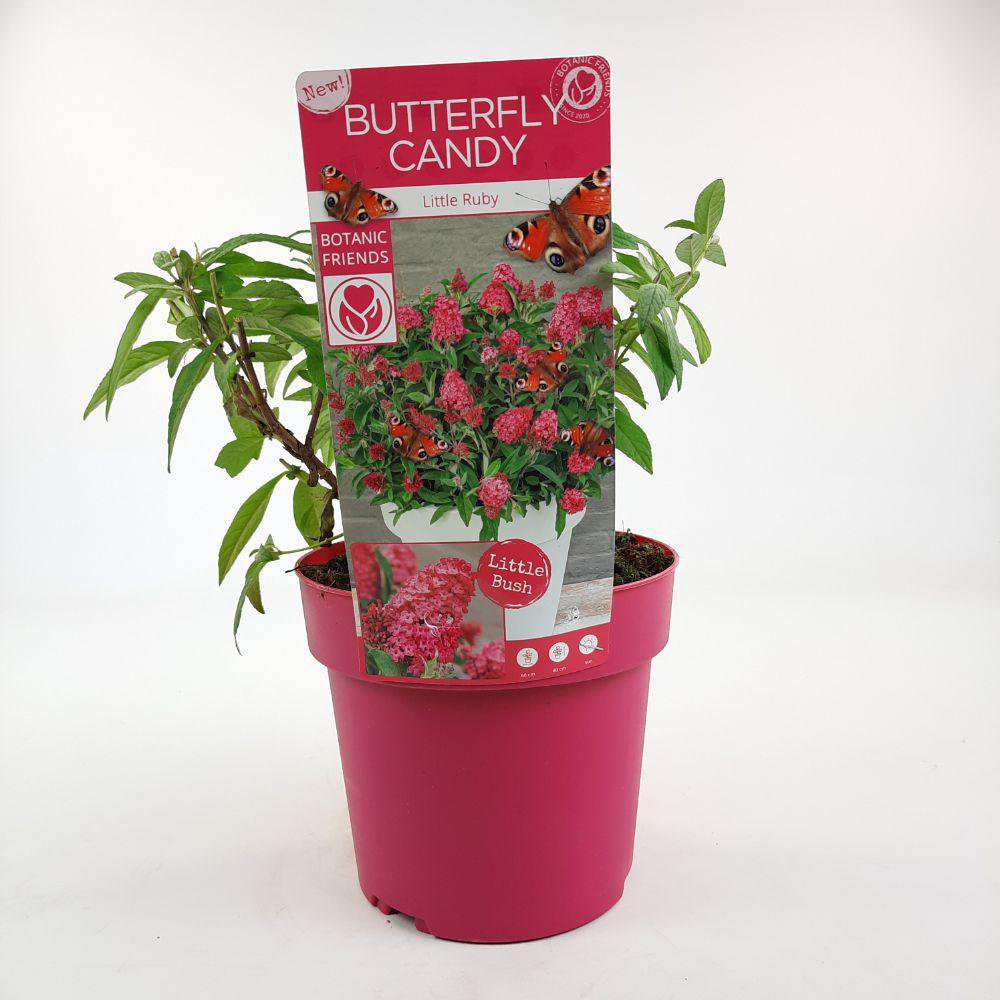 Buddleja Dav. 'Butterfly Candy Little Ruby' - Ø19cm - ↕25cm