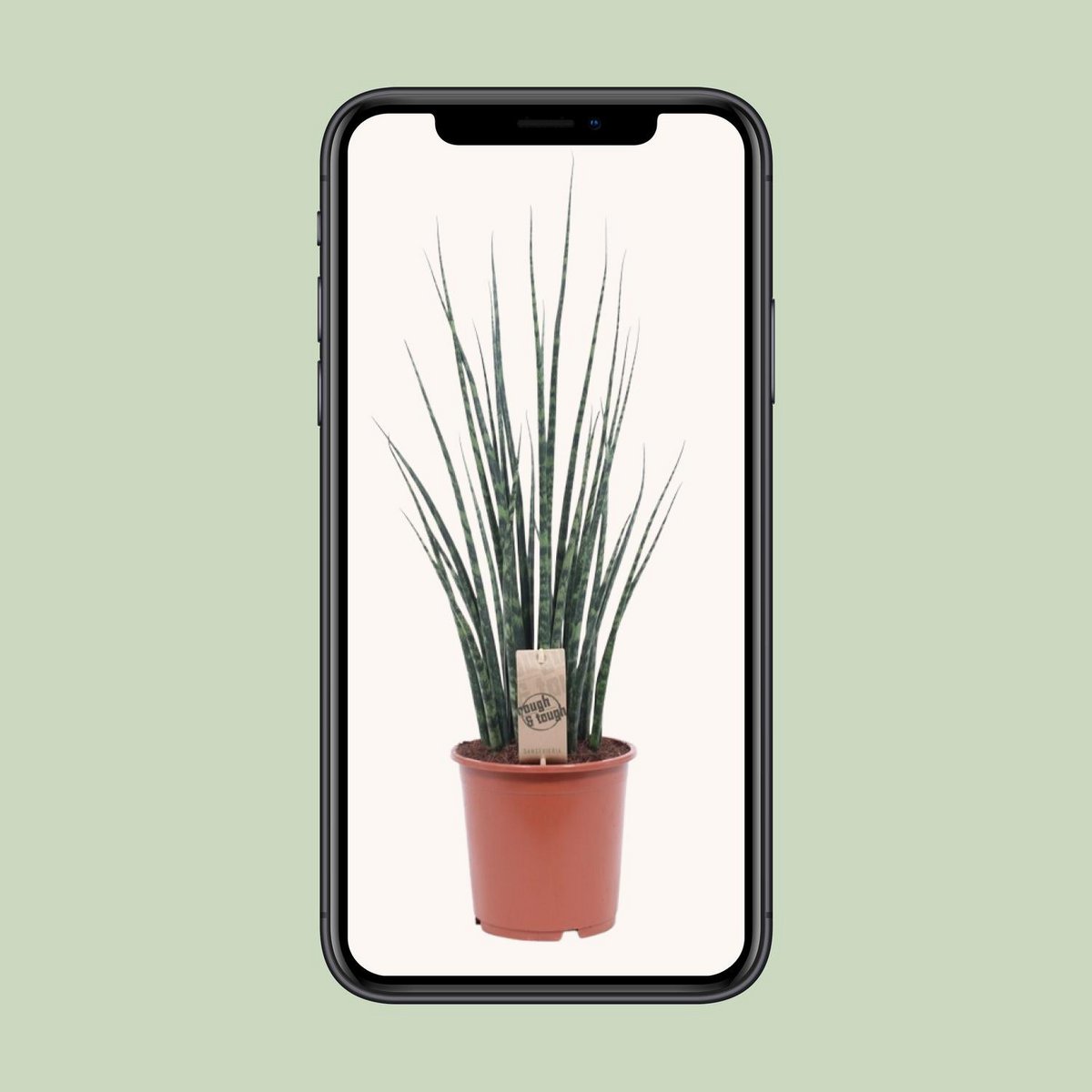 Sansevieria Mikado 70 cm potmaat 19 cm