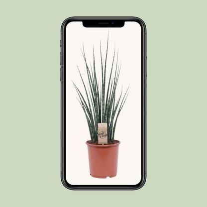 Sansevieria Mikado 70 cm potmaat 19 cm