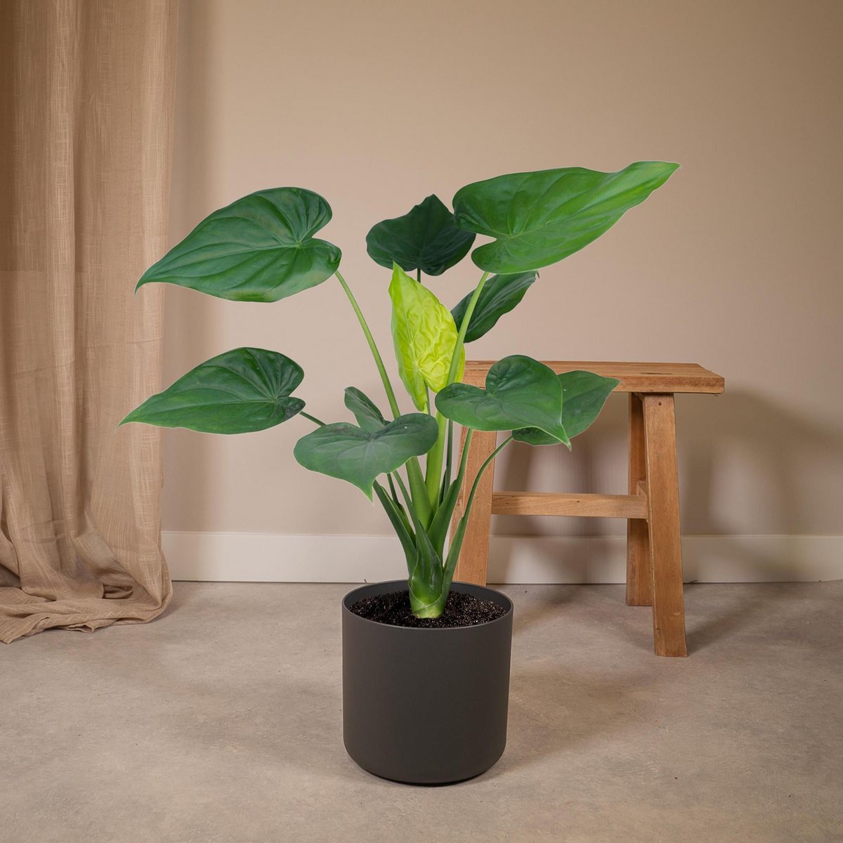 Alocasia Olifantsoor kamerplant Ø19cm ↕ 55cm