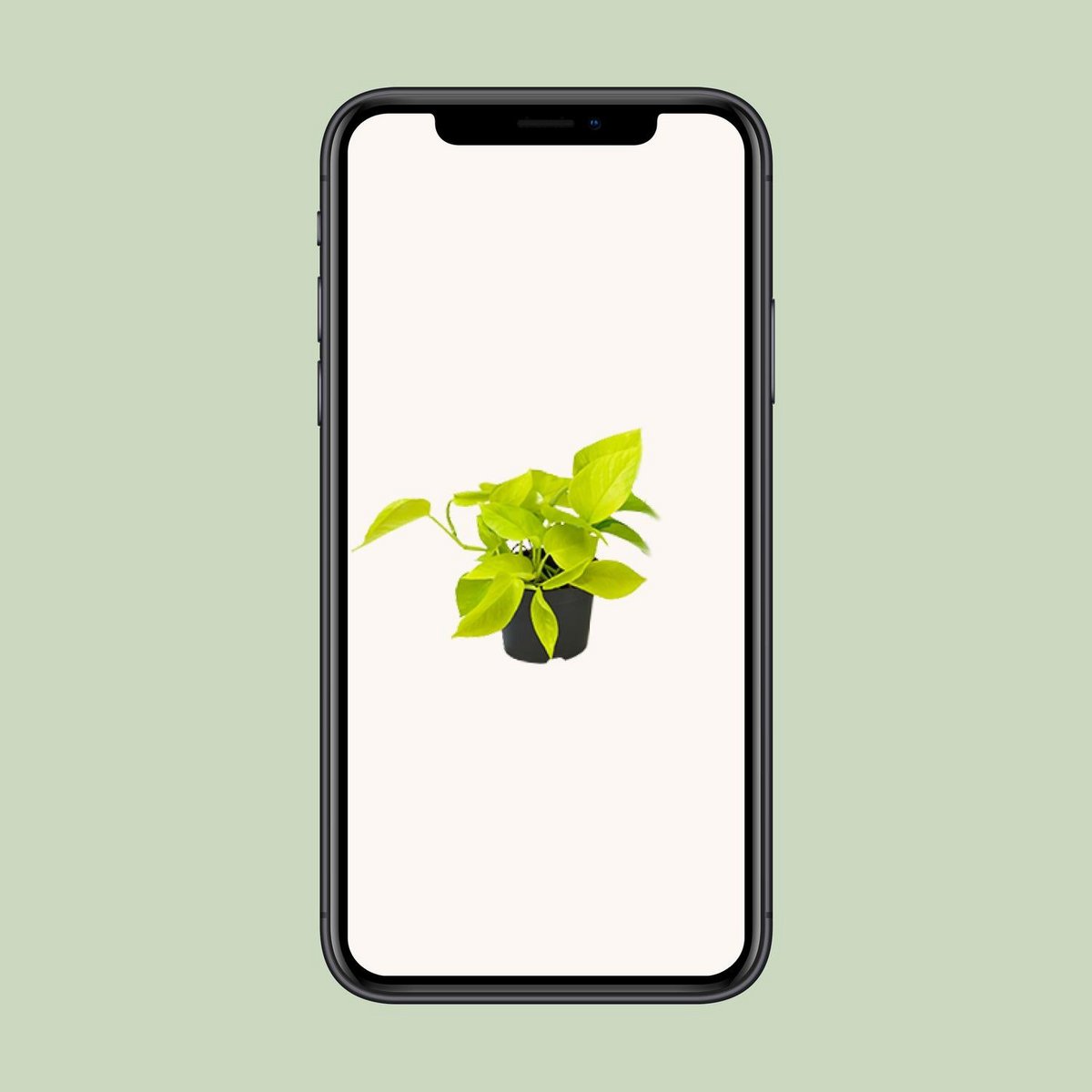 Kamerplant Epipremnum Golden Pothos Ø12 cm