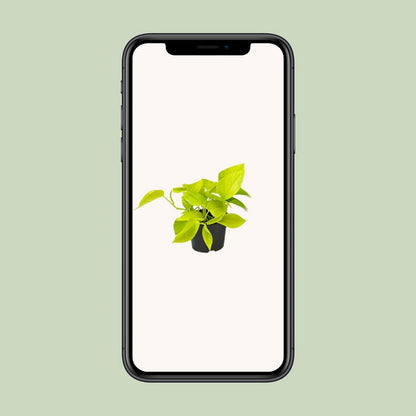 Kamerplant Epipremnum Golden Pothos Ø12 cm