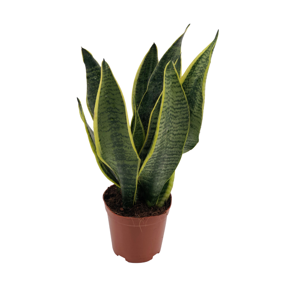 Sansevieria plant Ø12 cm 40 cm