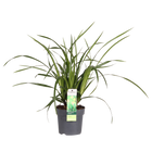 Siergras Carex Irish Green Ø19cm