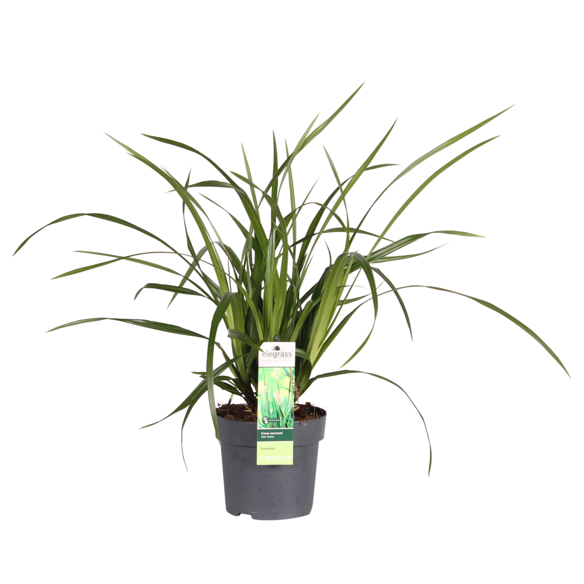 Siergras Carex Irish Green Ø19cm
