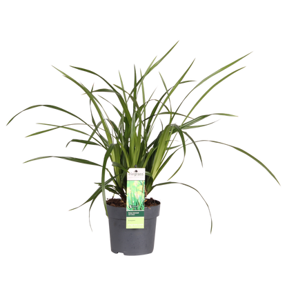 Siergras Carex Irish Green Ø19cm