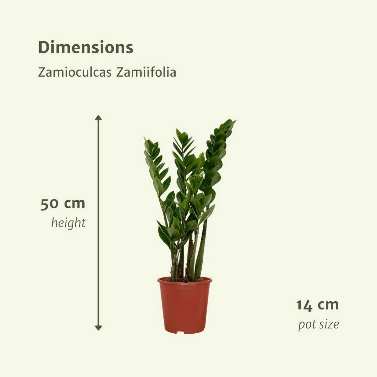 2x Zamioculcas Zamiifolia kamerplant ø14 cm 50 cm