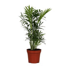 Dwergbergpalm Chamaedorea elegans Ø12cm 40cm