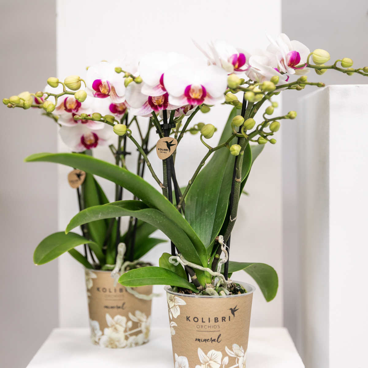 Witte Phalaenopsis orchidee Ø9 cm 2-3 takken