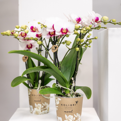 Witte Phalaenopsis orchidee Ø9 cm 2-3 takken