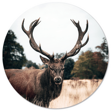 Wall circle deer