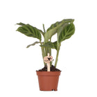 Calathea kamerplant Ø6 cm