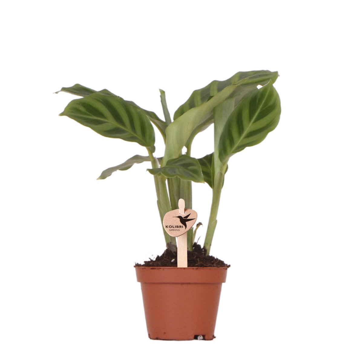 Calathea kamerplant Ø6 cm