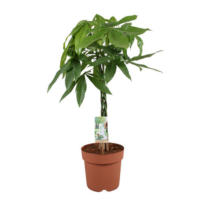 Kamerplant Pachira Aquatica Ø21x90 cm