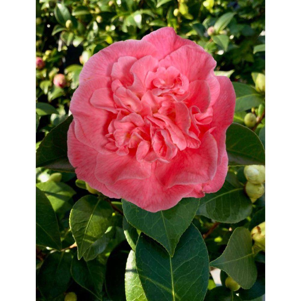 Camellia ret. 'Mary Williams' - Ø24cm - ↕70cm