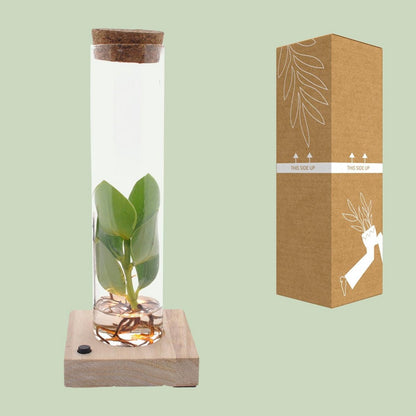 Lock In Glass Tube + LED - Ø5cm - ↕10cm